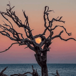 fatmah.m.haj.hasan avatar