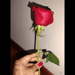 liseth.garcia2003 avatar