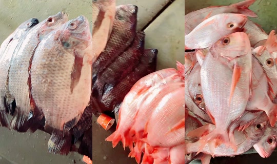 coumba.gn24 Recorded on Apr 16, 2026, 9:17 AM