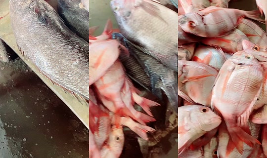 coumba.gn24 Recorded on Apr 15, 2026, 9:17 AM